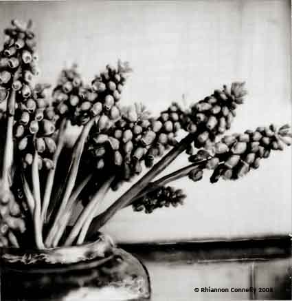 Grape Hyacinths in Black and White.